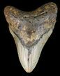 Large, Megalodon Tooth - North Carolina #47204-1